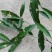 白花牛奶根野生白花牛奶根