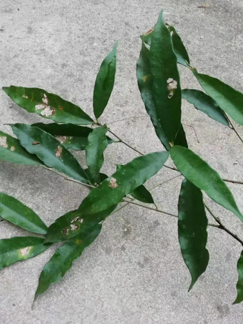 白花牛奶根野生白花牛奶根