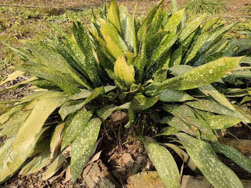 一叶兰，蜘蛛抱蛋，四川一叶兰基地出售，成都一叶兰批发价格