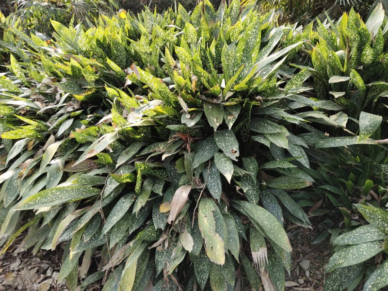 一叶兰，蜘蛛抱蛋，四川一叶兰基地出售，成都一叶兰批发价格