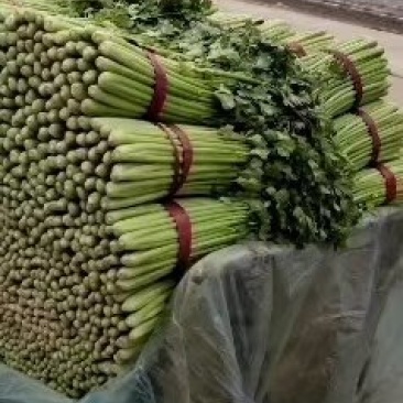 精品芹菜代发全国大量有货商超**，市场批发，