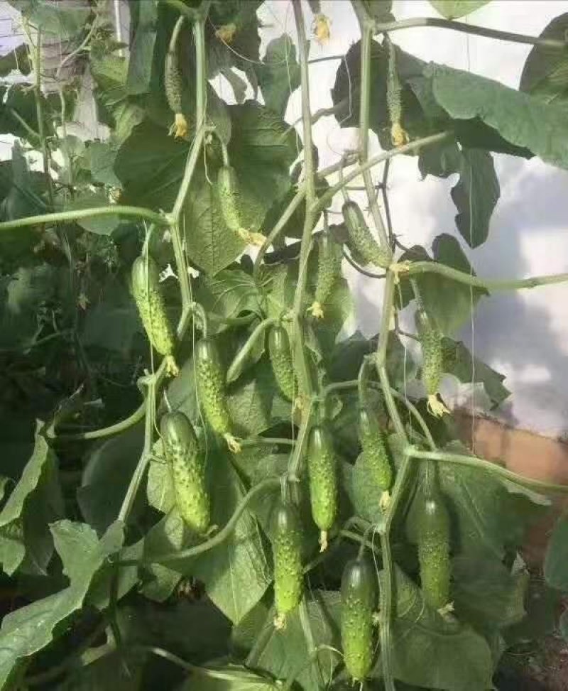 进口种子高产优质水果黄瓜一叶一瓜净含量10克约350粒