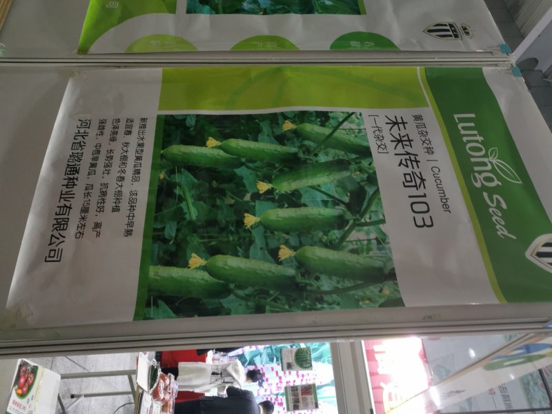进口种子高产优质水果黄瓜一叶一瓜净含量10克约350粒
