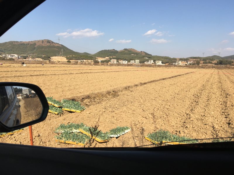 曲靖马龙区100亩蔬菜地出租