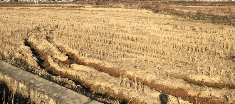 70亩水田出租，适合建大棚种蔬菜