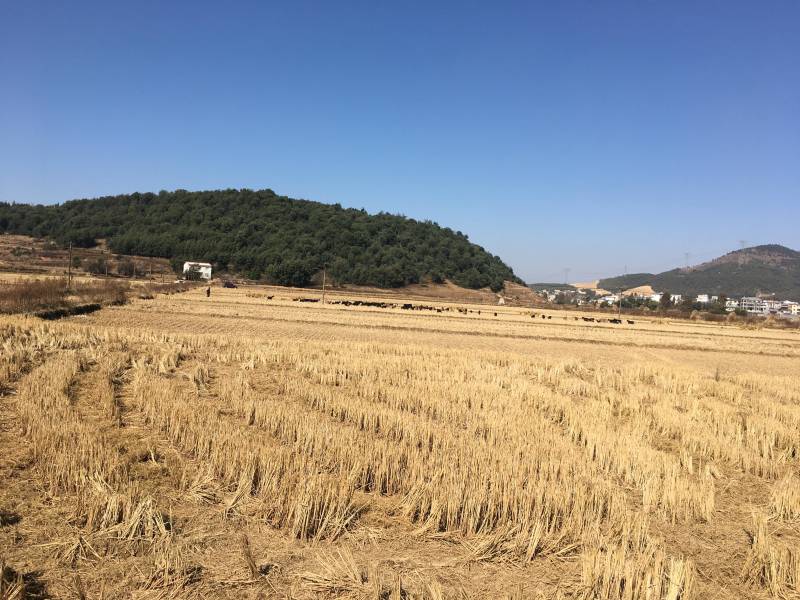 70亩水田出租，适合建大棚种蔬菜