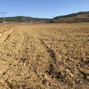 70亩水田出租，适合建大棚种蔬菜