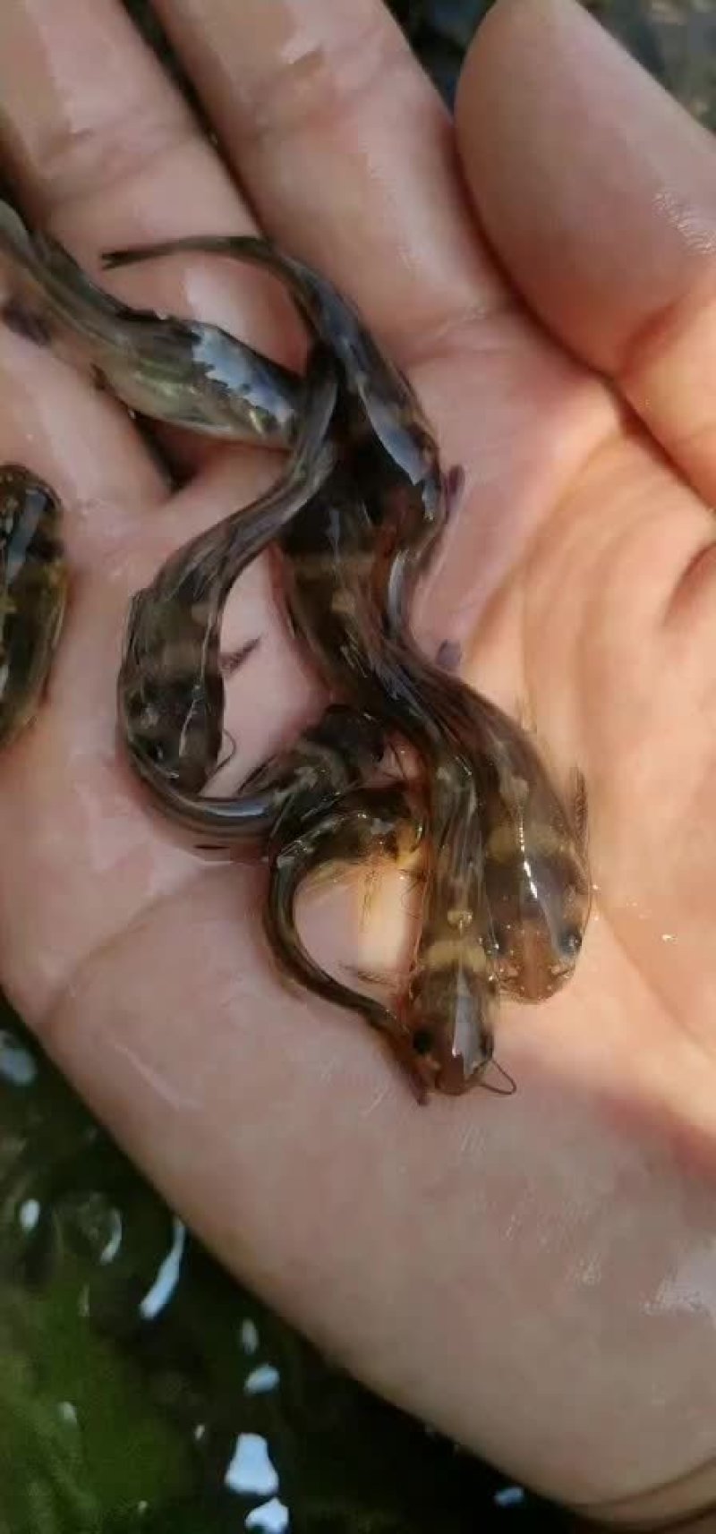 杂交黄辣丁鱼苗养殖场直接发货