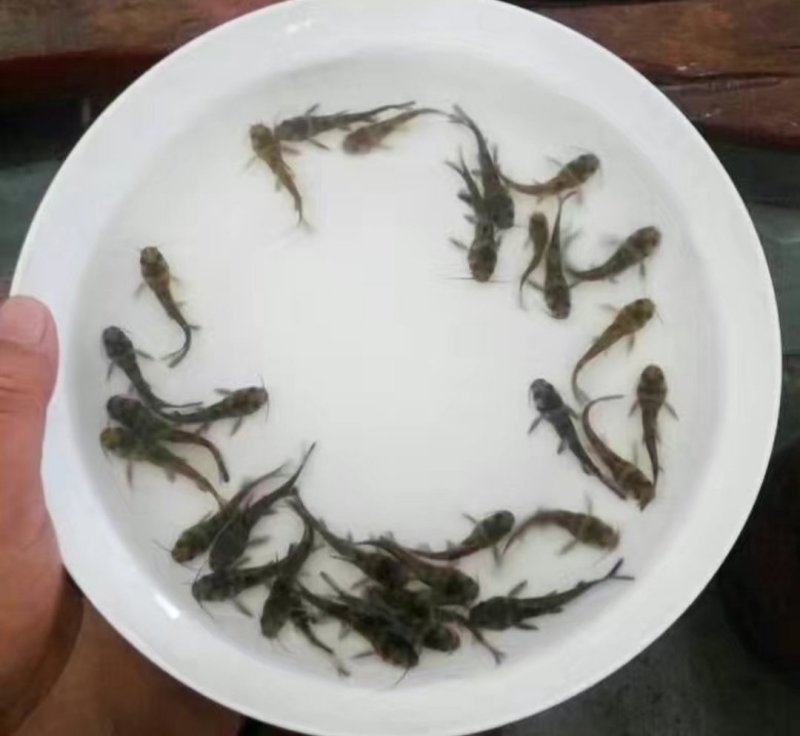 杂交黄辣丁鱼苗养殖场直接发货