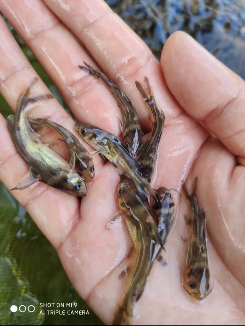 杂交黄辣丁鱼苗养殖场直接发货