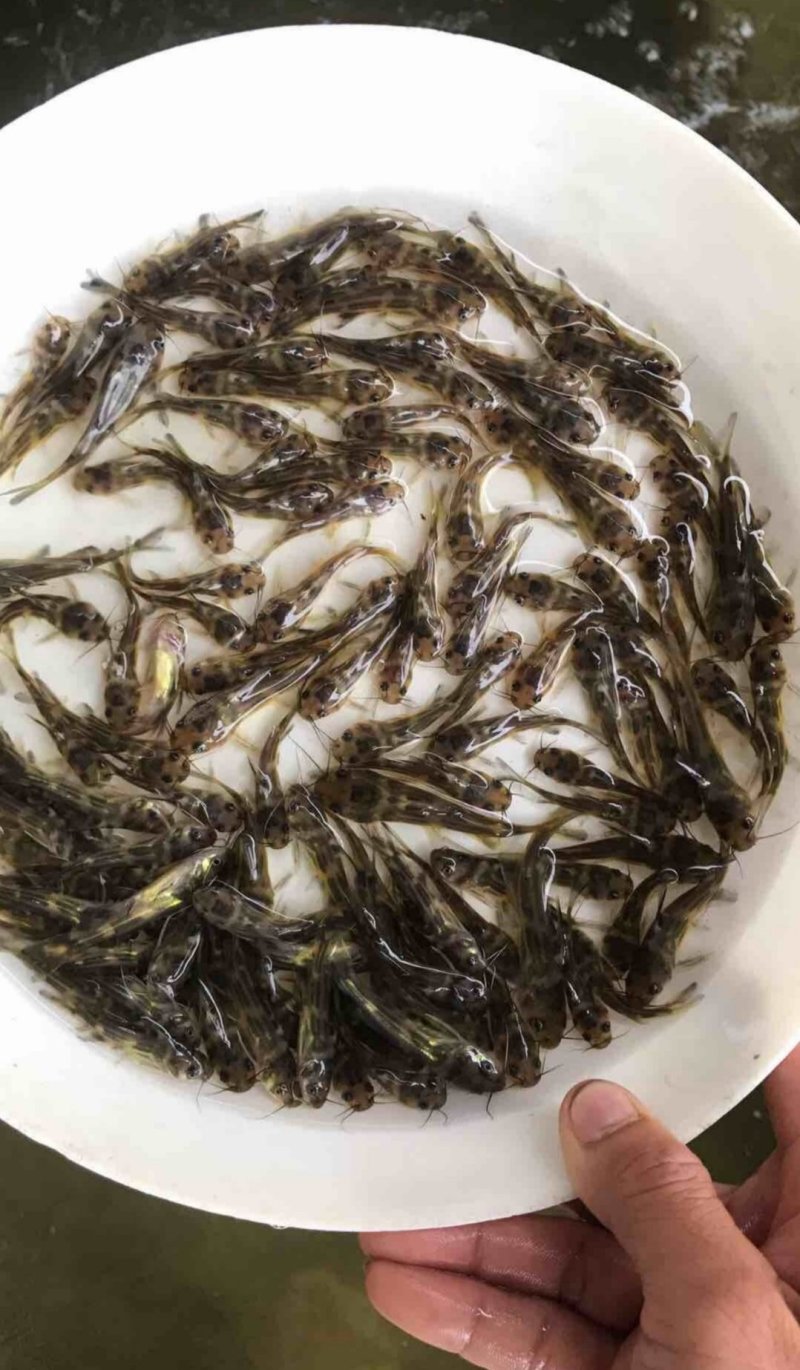 杂交黄辣丁鱼苗养殖场直接发货