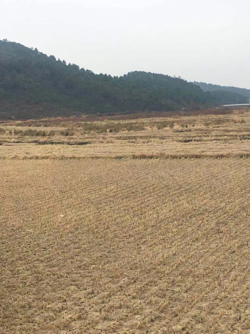 200亩水田出租，适合种芦笋，蔬菜