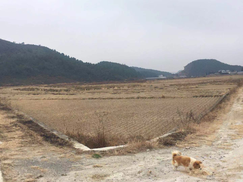 200亩水田出租，适合种芦笋，蔬菜