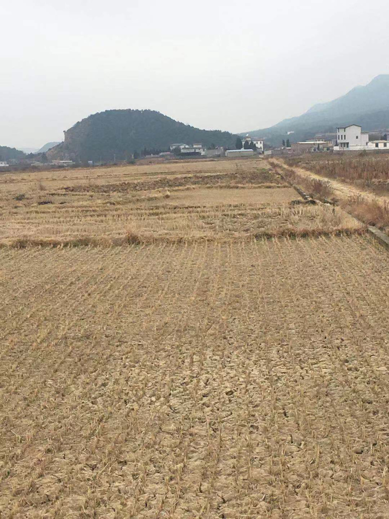 200亩水田出租，适合种芦笋，蔬菜