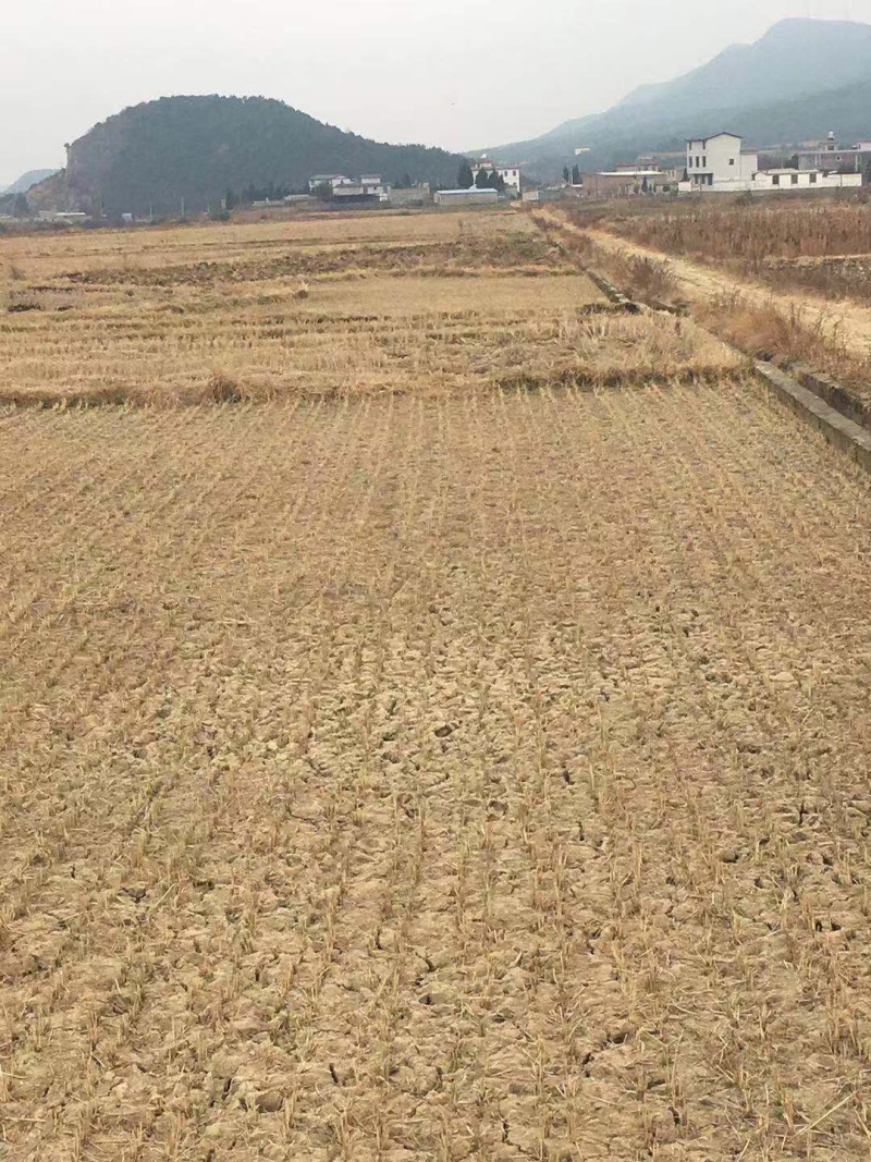 200亩水田出租，适合种芦笋，蔬菜