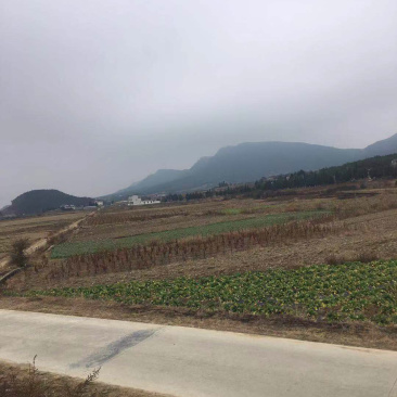 63亩大棚地转让，看上联系