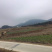 63亩大棚地转让，看上联系