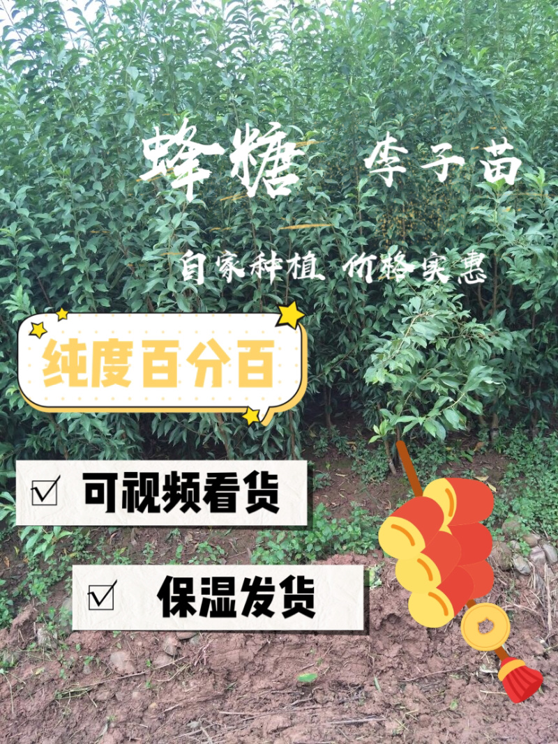 蜂糖李子苗、蜂糖李树苗，3-5公分当年种植当年结果