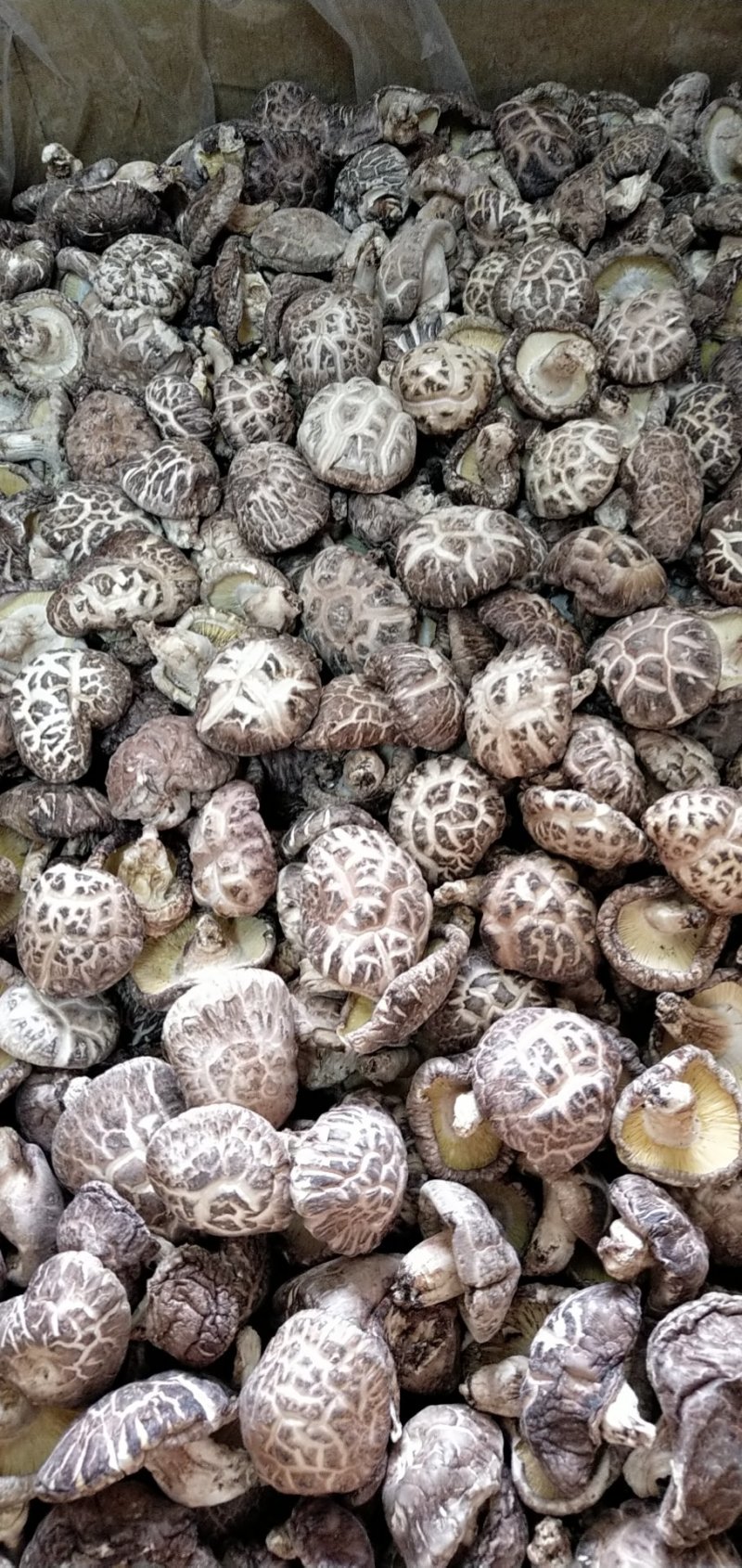 花菇