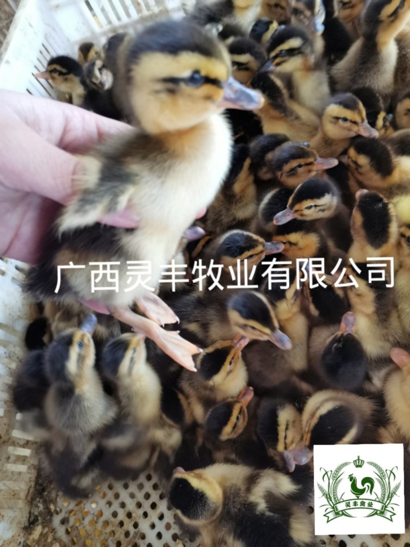 大种杂交四点麻鸭苗《高销量热卖》购买放心，承诺；假一赔十