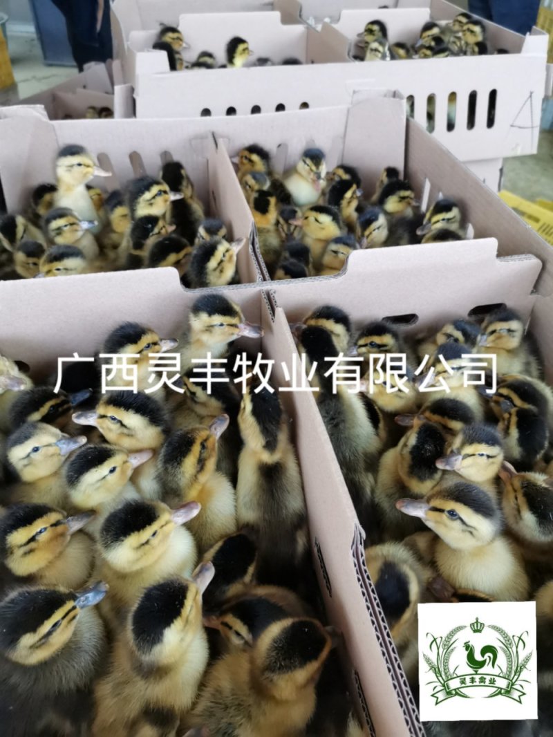 大种杂交四点麻鸭苗《高销量热卖》购买放心，承诺；假一赔十