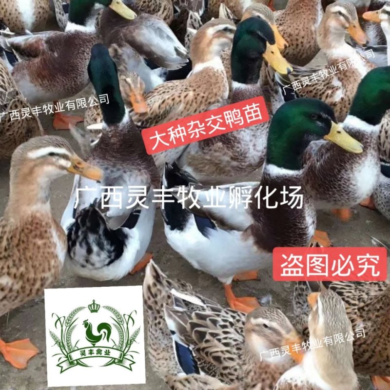 大种杂交四点麻鸭苗《高销量热卖》购买放心，承诺；假一赔十