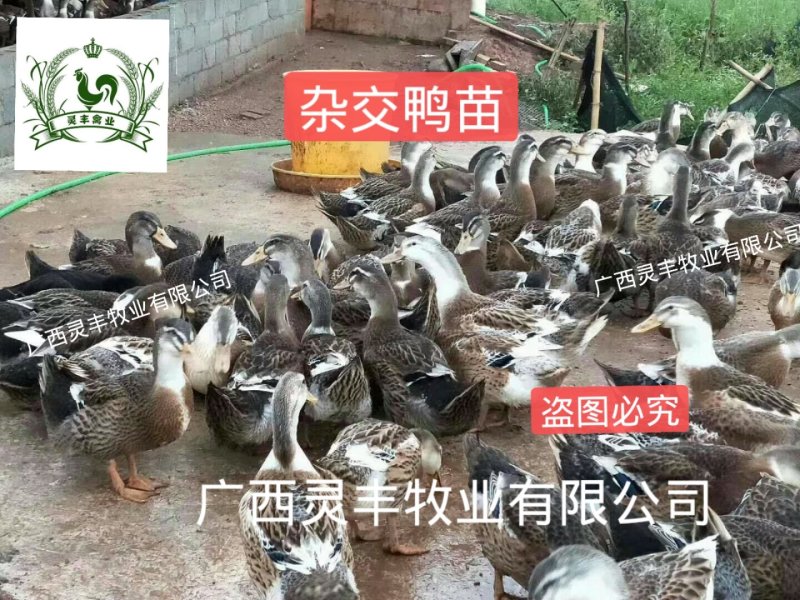 大种杂交四点麻鸭苗《高销量热卖》购买放心，承诺；假一赔十