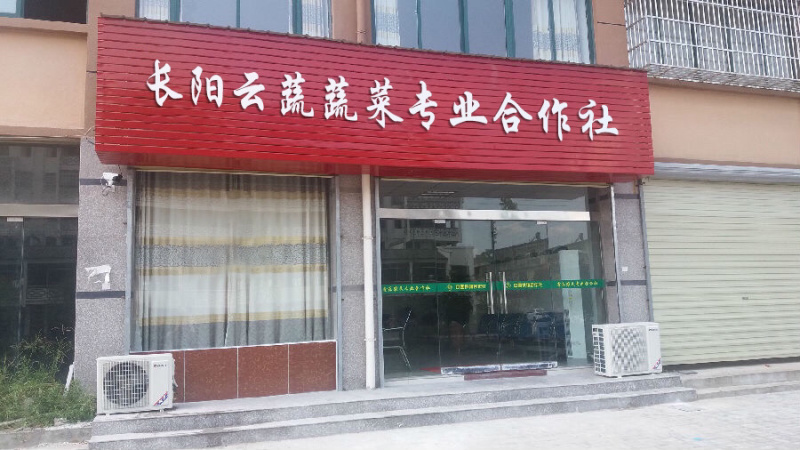 【牛商优】长阳反季节矮颗黄心白菜大量供应量大