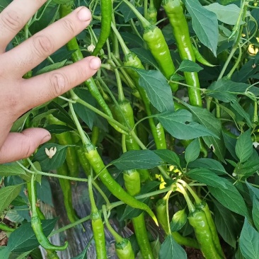 各种辣椒苗可视频看货，在线现交易