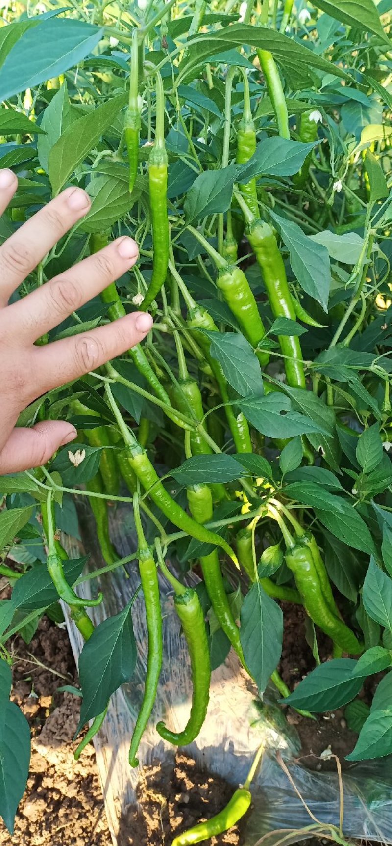 各种辣椒苗可视频看货，在线现交易