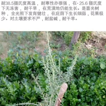 黑枸杞苗宁夏保纯度3年生当年挂果产量高产地直发