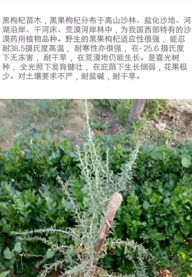 黑枸杞苗宁夏保纯度3年生当年挂果产量高产地直发