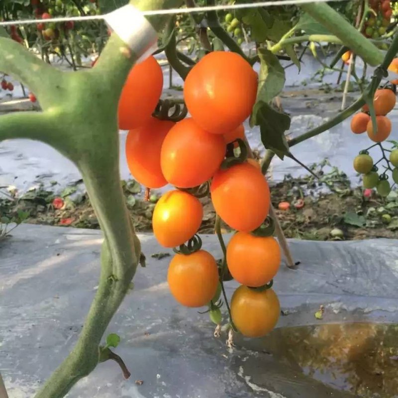 乾德黄丽娜黄果樱桃西红柿种子口感好可串收硬度高耐运输