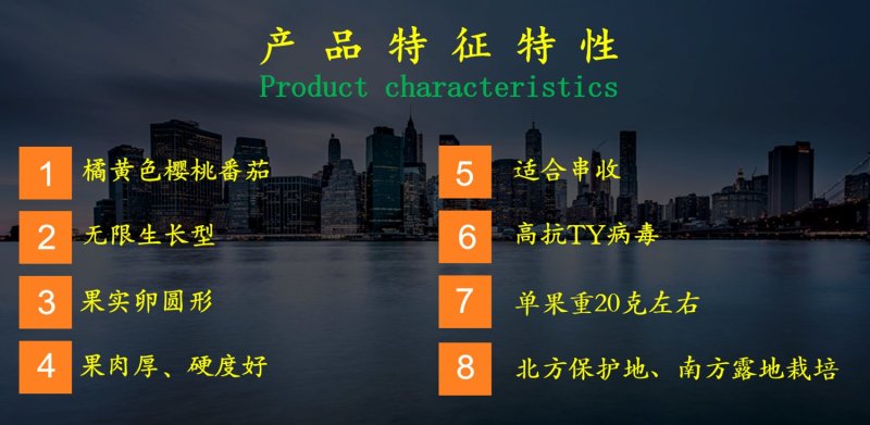 乾德黄丽娜黄果樱桃西红柿种子口感好可串收硬度高耐运输