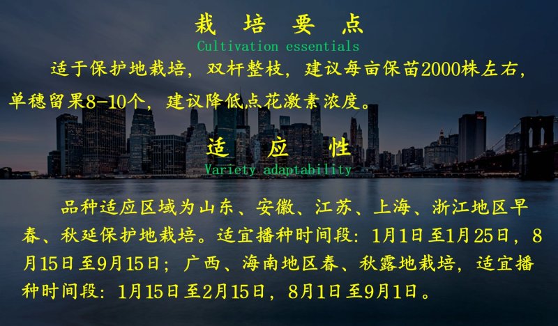 乾德黄丽娜黄果樱桃西红柿种子口感好可串收硬度高耐运输