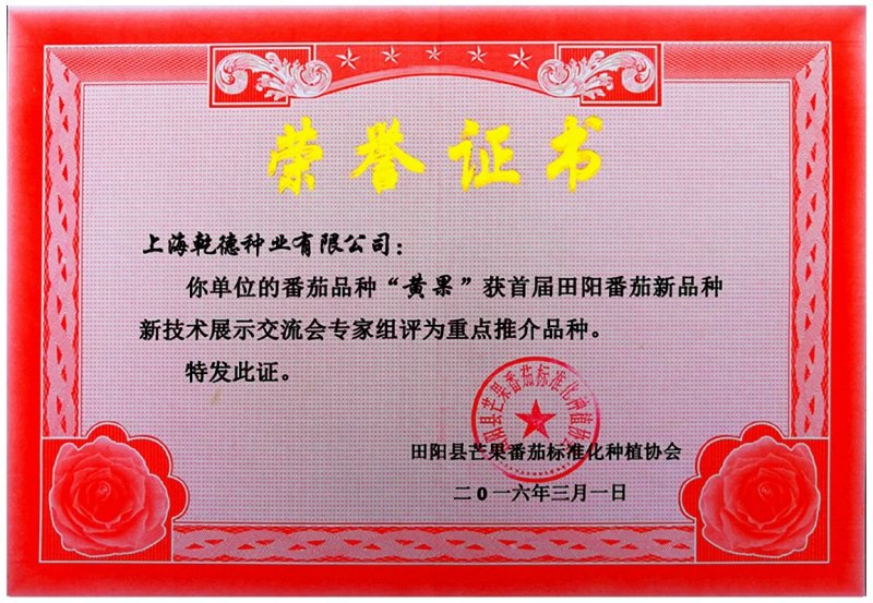 乾德黄丽娜黄果樱桃西红柿种子口感好可串收硬度高耐运输