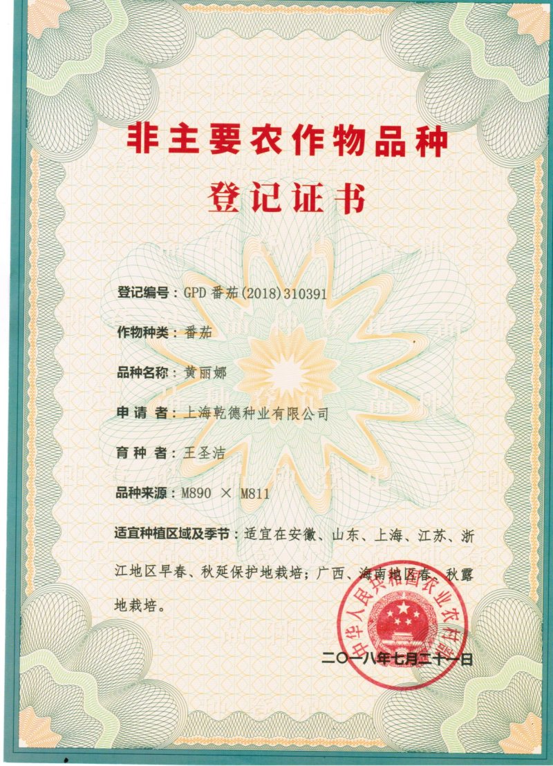 乾德黄丽娜黄果樱桃西红柿种子口感好可串收硬度高耐运输