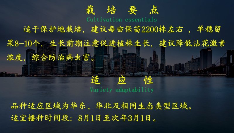 乾德闺蜜圆形粉果樱桃番茄西红柿种子产量高抗病性好