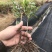 雀舌黄杨，黄杨，千年矮，支持基地现在看货挑苗也支持视频看货