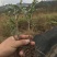 雀舌黄杨，黄杨，千年矮，支持基地现在看货挑苗也支持视频看货