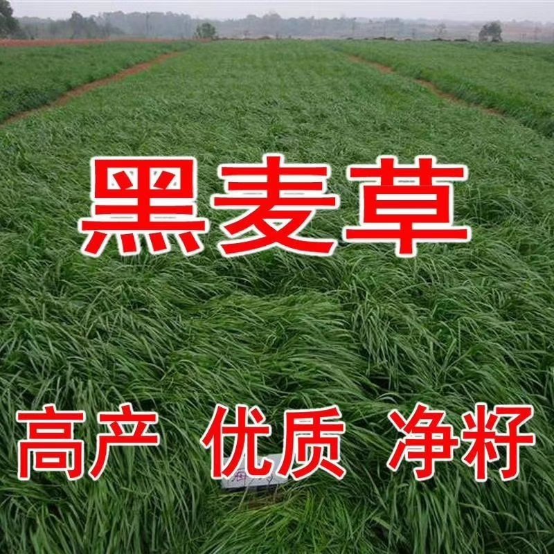 进口四倍体耐寒耐旱牧草种子宽叶多年生黑麦草种子
