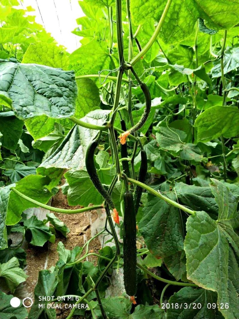 乾德456黄瓜种子强雌油亮型黄瓜耐低温弱光能力强