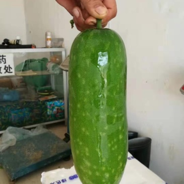 乾德帅冬冬瓜种子绿皮,高产,早熟,口感冬瓜,春秋栽培