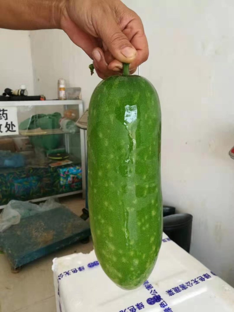 乾德帅冬冬瓜种子绿皮，高产，早熟，口感冬瓜，春秋栽培