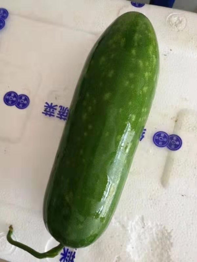 乾德帅冬冬瓜种子绿皮，高产，早熟，口感冬瓜，春秋栽培