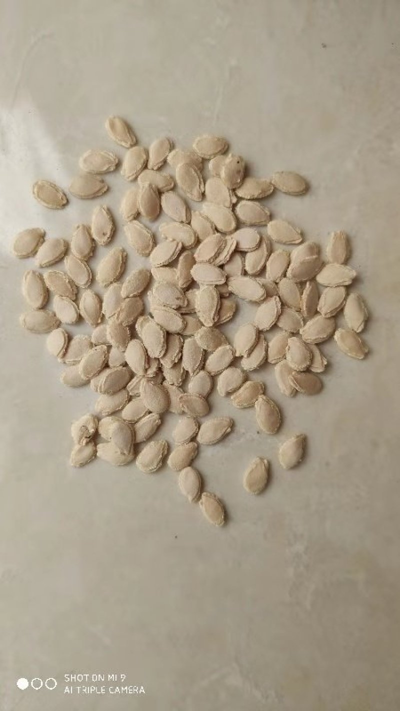 乾德帅冬冬瓜种子绿皮，高产，早熟，口感冬瓜，春秋栽培