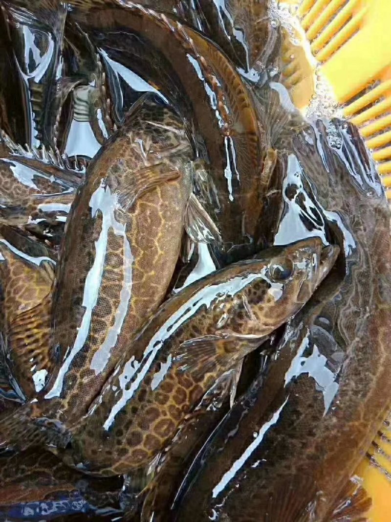 斑鳜，老虎桂