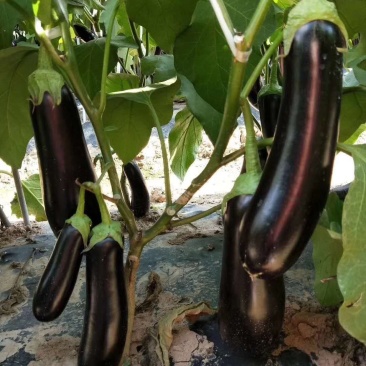乾德茄550长茄早熟,高产,硬度高,寿光十佳蔬菜品种