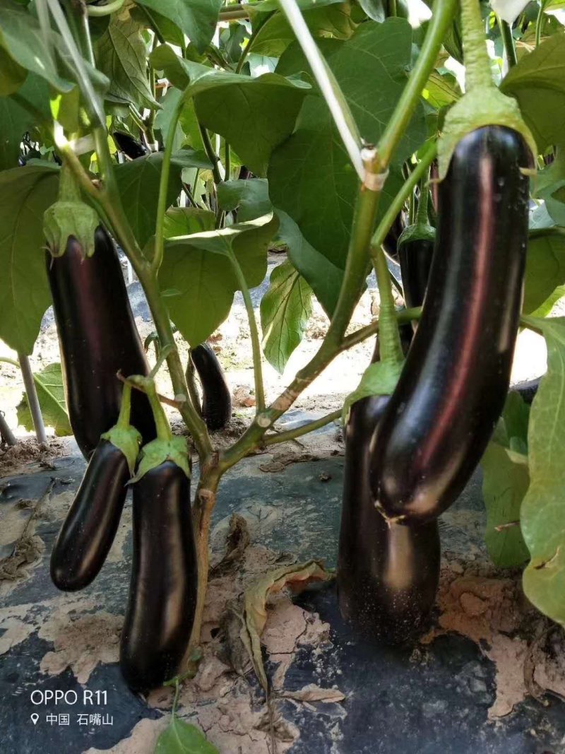 乾德茄550长茄早熟，高产，硬度高，寿光十佳蔬菜品种