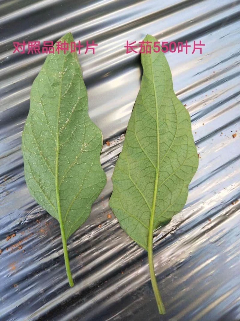 乾德茄550长茄早熟，高产，硬度高，寿光十佳蔬菜品种